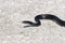 Coluber constrictor priapus, southern black racer