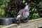 Columba guinea known as speckled pigeon or African rock pigeon