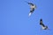 Columbia Basin Osprey Couple: Dive! Pandion haliaetus