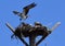 Columbia Basin Osprey-Full Nest: Pandion haliaetus and Nestlings