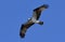 Columbia Basin Osprey/ Pandion haliaetus Soaring July Thermals