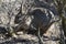 Columbia Basin Pygmy Rabbit Foraging