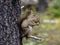 Columbia Ground Squirrel in Jasper National Park