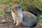 Columbia Ground Squirrel, Urocitellus columbianus