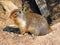 Columbia Ground Squirrel, Urocitellus columbianus, in the Rocky Mountains, Yoho National Park, British Columbia, Canada
