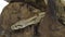 Columbian Boa or Boa constrictor imperator on wooden snag isolated in white. Close up