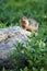 Columbian Ground Squirrel