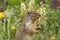 Columbian ground squirrel