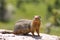 Columbian Ground Squirrel