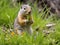 Columbian Ground Squirrel eating grass in Banff national Park Al