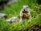 Columbian Ground Squirrel eating grass in Banff national Park Al