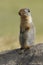 Columbian Ground Squirrel Scouting its Territory - Alberta, Cana