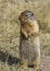 Columbian Ground Squirrel standing on its hind legs