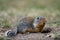 Columbian ground squirrel Urocitellus columbianus in Ernest Calloway Manning Park, British Columbia, Canada