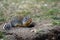 Columbian ground squirrel Urocitellus columbianus in Ernest Calloway Manning Park, British Columbia, Canada