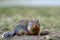 Columbian ground squirrel Urocitellus columbianus in Ernest Calloway Manning Park, British Columbia, Canada