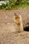 Columbian ground squirrel Urocitellus columbianus garding its home