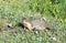 Columbian Ground Squirrel (Urocitellus columbianus) in Glacier