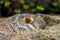 Columbian ground squirrel Urocitellus columbianus in Glacier National Park, Rogers Pass area