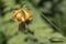 Columbian Lily Lillia columbianum on Iron Mountain Trail