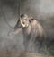 Columbian Mammoth In Fog