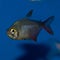 Columbian Red Fin Tetra