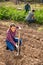 Columbian woman gardener hoeing soil on vegetable garden