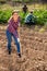 Columbian woman gardener hoeing soil on vegetable garden