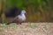 Columbidae Or the European turtle dove looking for food on the ground