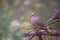 Columbidae Or the European turtle dove resting on the woods