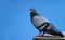 Columbidae,Pigeon on Blue Background