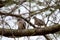 Columbina couple picui on the branch