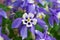 Columbine Aquilegia Caerulea flower. Rocky Mountain Aquilegia