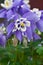 Columbine Aquilegia Caerulea flower. Rocky Mountain Aquilegia