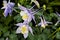 Columbine (Aquilegia) flower