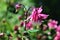 Columbine, Aquilegia, Granny`s Bonnet in bloom