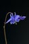 Columbine; Aquilegia; vulgaris