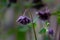 Columbine Aquilegia Vulgaris, Black Barlow, flower