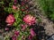 Columbine (Aquilegia vulgaris) \\\'Clementine salmon\\\' flowering with pink flowers facing upwards in a garden