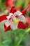 COLUMBINE FLOWER