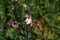 The Columbine Flower Aquilegia Purple columbine -aquilegia - blossom growing in garden