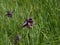 Columbine flower with dark purple blossom in the mountains