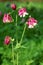 Columbine flowers