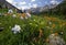 Columbine, indian paintbrush and other wildflowers, Yankee Boy Basin, Colorado