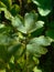 Columbine leaves in dew