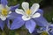 Columbine lilies in Colorado Rocky Mountains