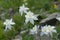 Columbine lilies in Colorado Rocky Mountains