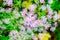 Columbine Meadow Rue flower Thalictrum Aquilegifolium is native to Europe and Asia