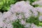 Columbine Meadow Rue flowers - Thalictrum Aquilegifolium