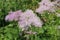 Columbine Meadow Rue flowers - Thalictrum Aquilegifolium